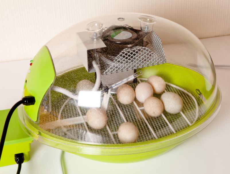 Ce este și cum funcționează un incubator de ouă